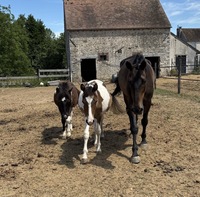 Nouvelle vie pour Une Diva