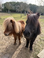 Retraite shetlands